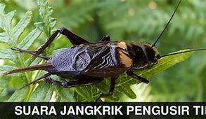 Download Suara Jangkrik Pengusir Tikus 8 Jam