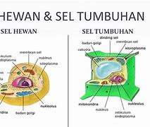 Gambar Sel Hewan Dan Tumbuhan Beserta Keterangannya Dan Fungsinya